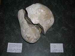 Friends reunited - A geode of flint lined with chalcedony. Saffron Walden Museum segment (left), Plymouth City Museum segment (right)